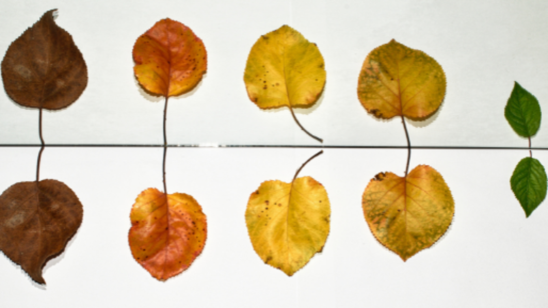 Is the falling birth rate a danger for Italian universities?