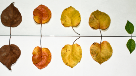 Is the falling birth rate a danger for Italian universities?