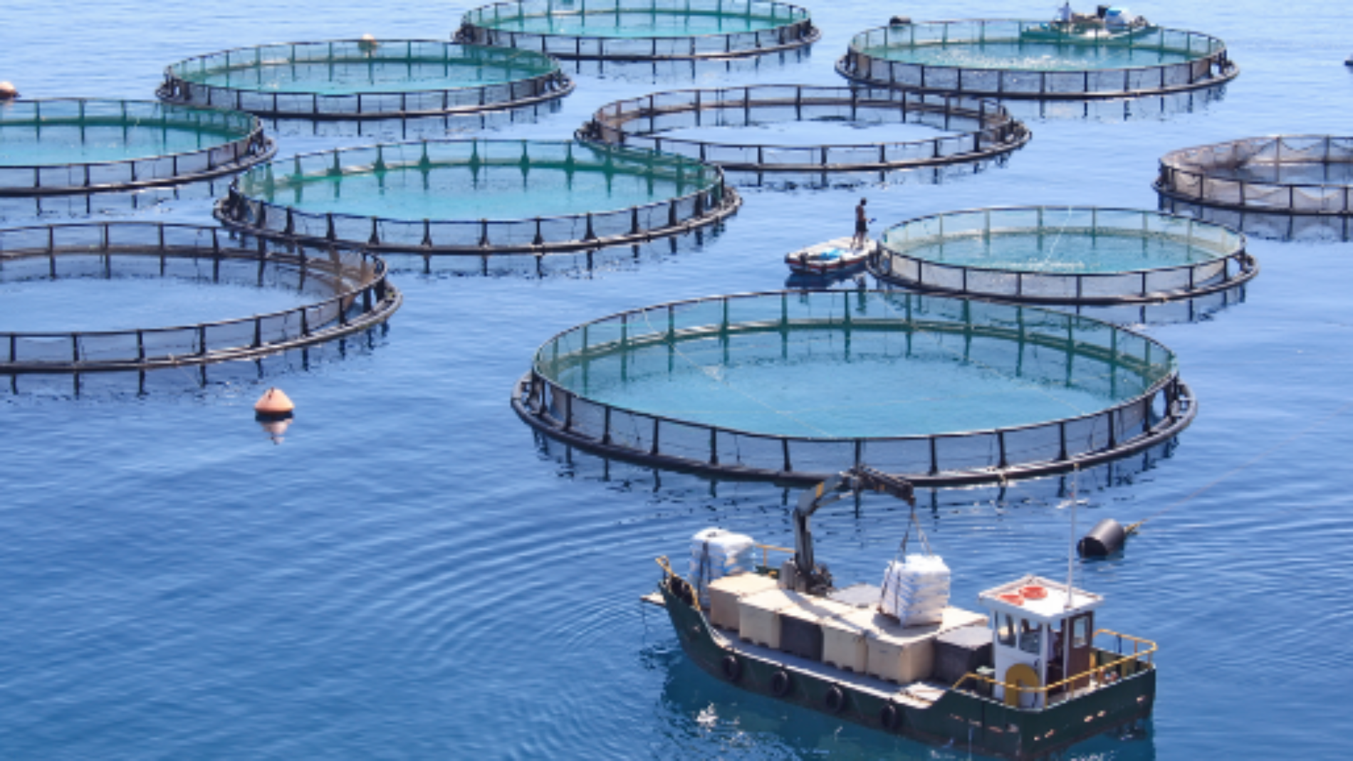 Horizon Europe: Italy to head the blue economy partnership guide