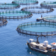 Horizon Europe: Italy to head the blue economy partnership guide